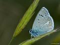 Polyommatus cornelius (Çokgözlü Küçük Turanmavisi)